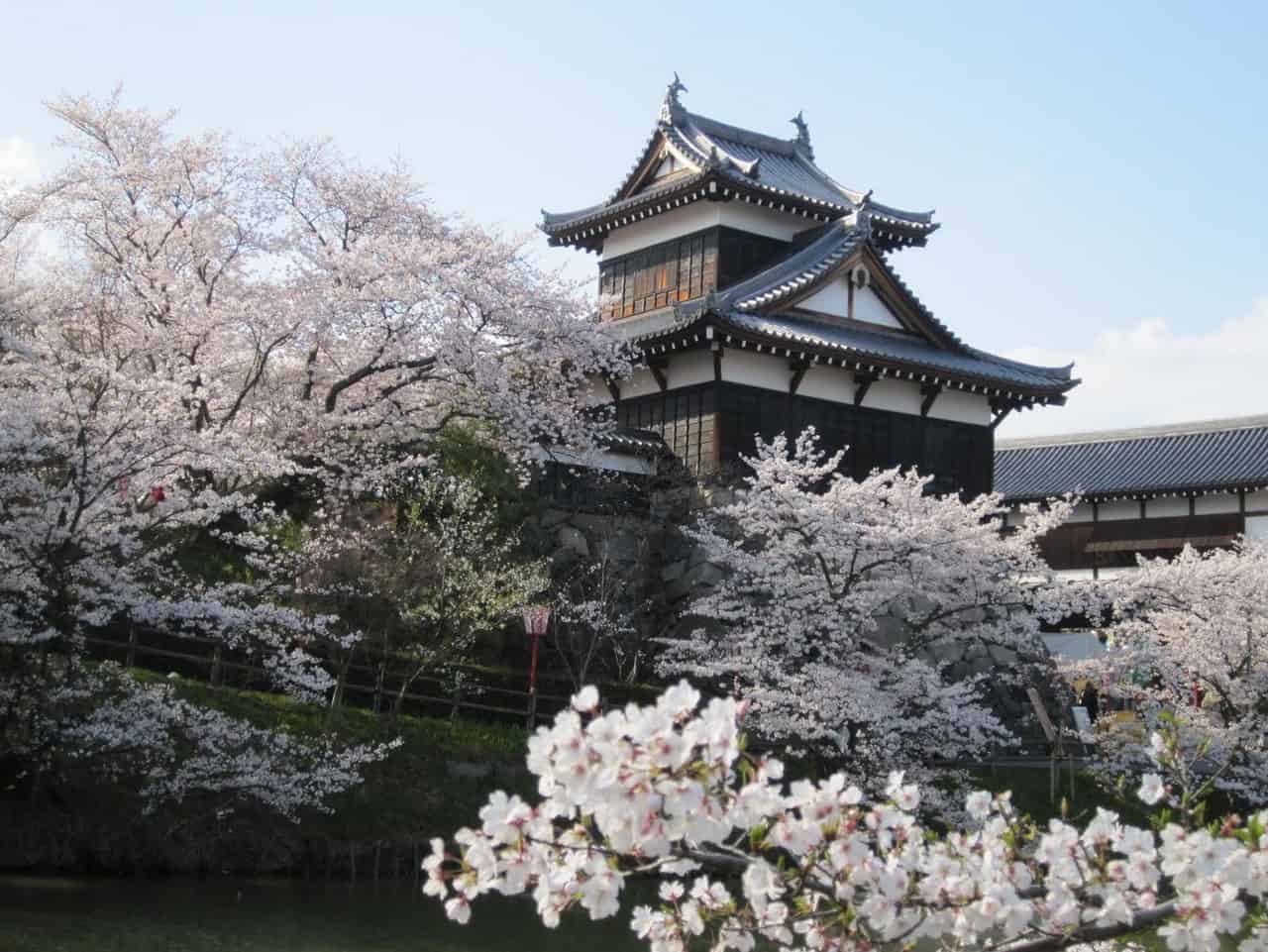 Sakura: ¿dónde ir si estoy en la región de Kansai?