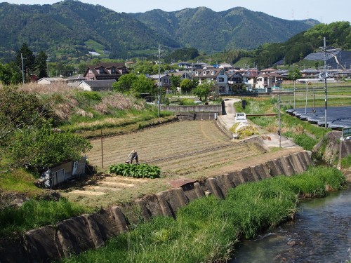 Plantaciones de té en Wazuka.