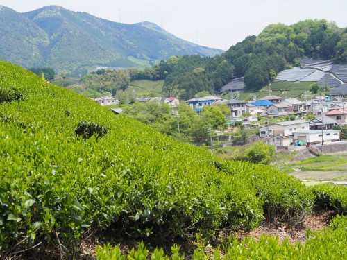 Wazuka, región conocida por la calidad de su té.