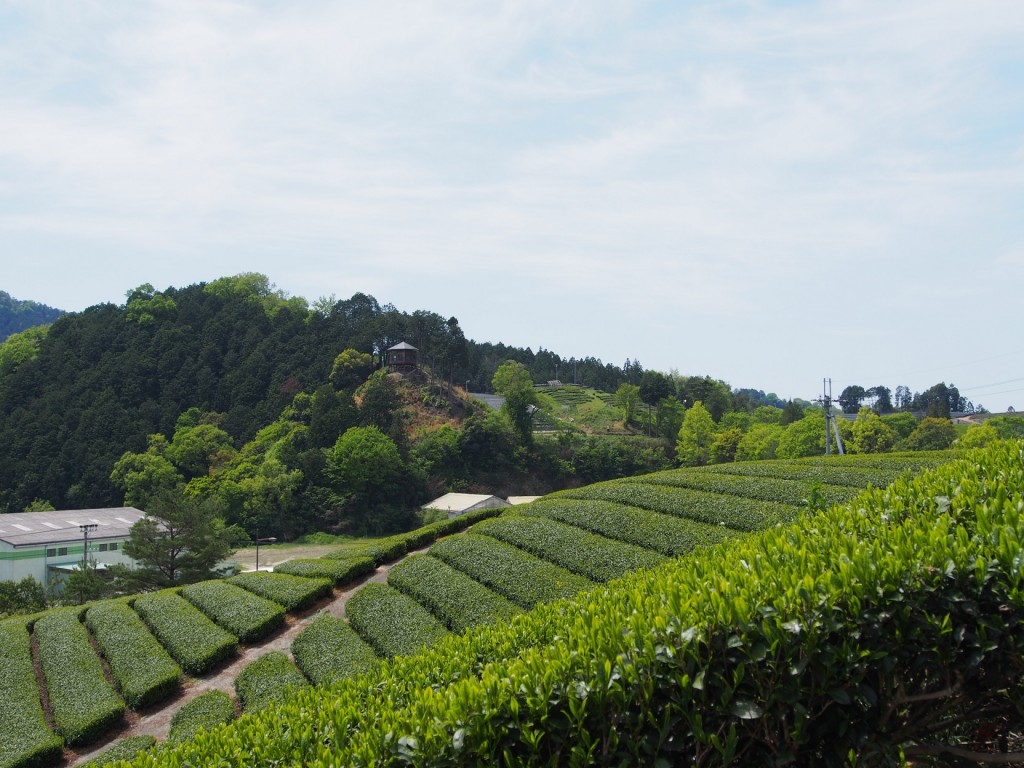 Un paseo por las regiones del té en Wazuka y Uji