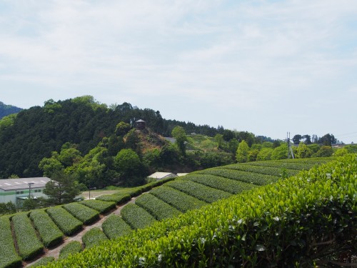 Un paseo por las regiones del té en Wazuka y Uji