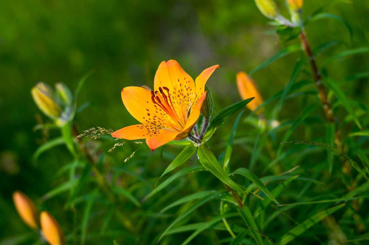 Flores silvestres naranjas en Koshimizu Gensei Kaen en el este de Hokkaido