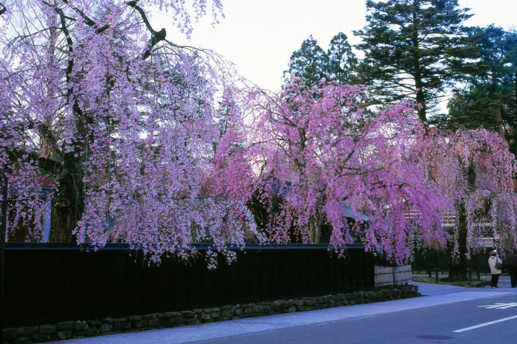 Kakunodate en primavera con las flores del sakura