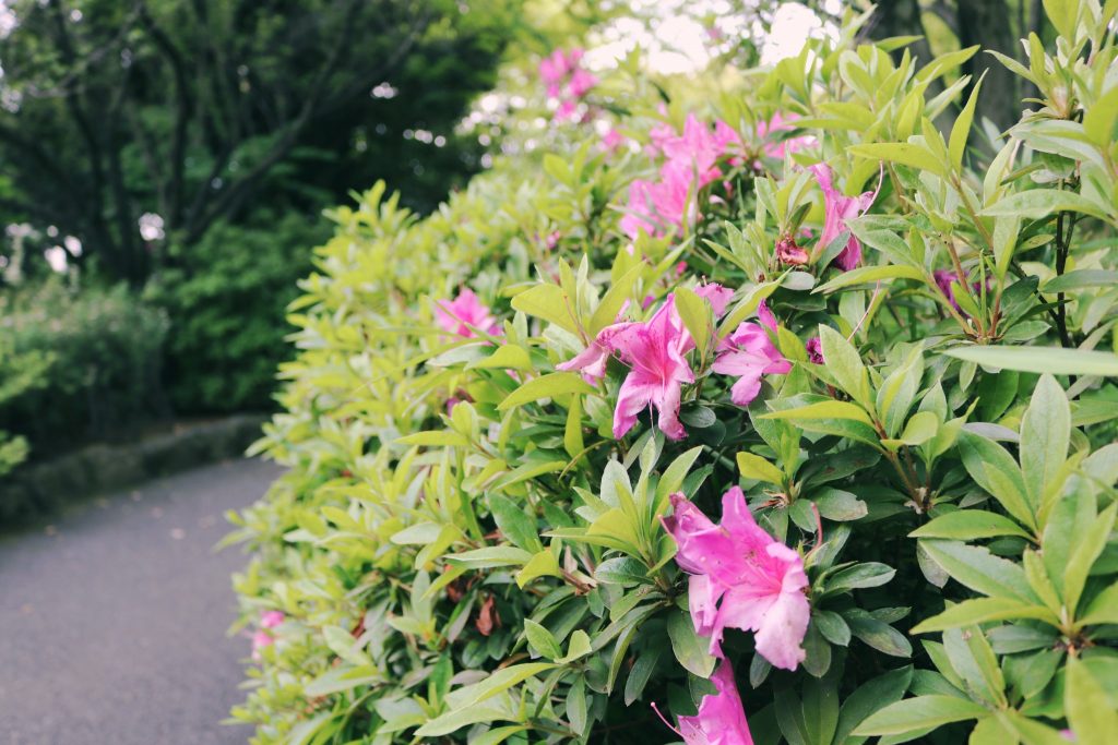 Flores en el parque Momijiyama