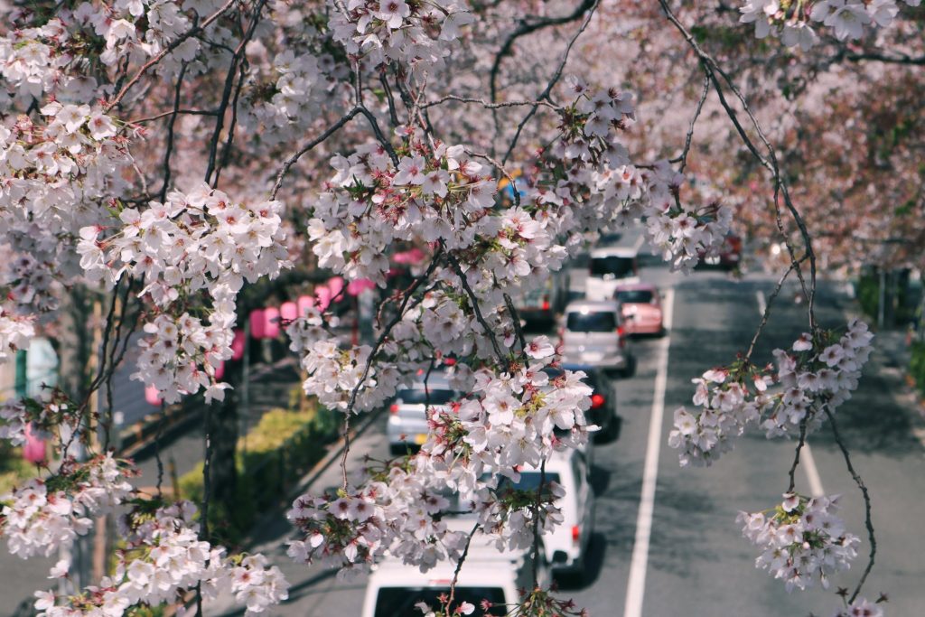 Nakano Dori durante primavera