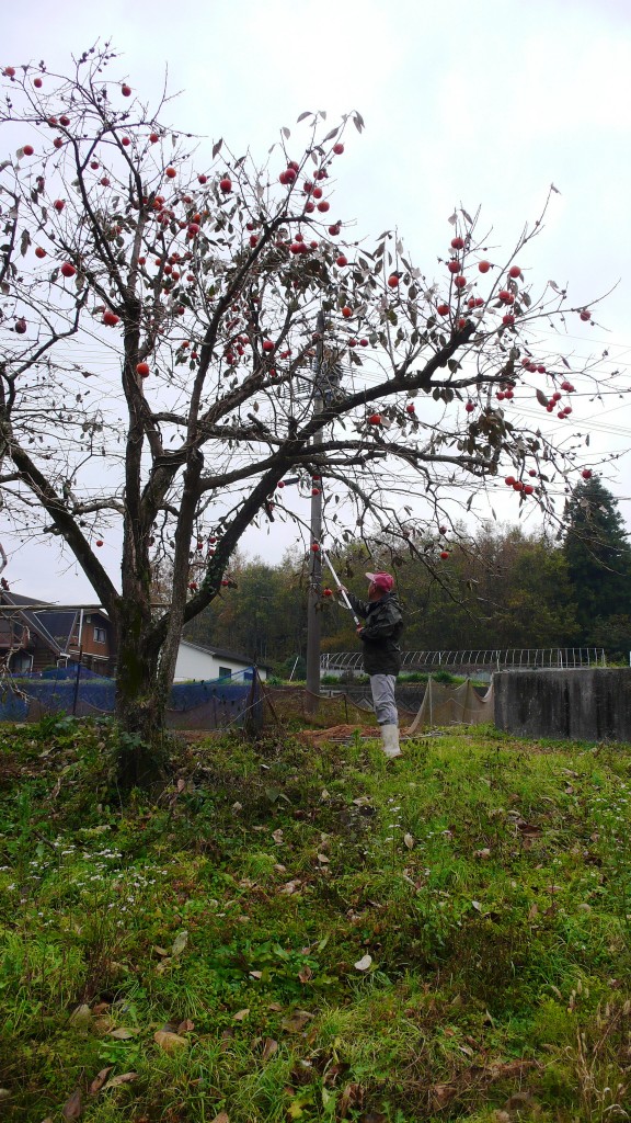 un árbol de hoshigaki