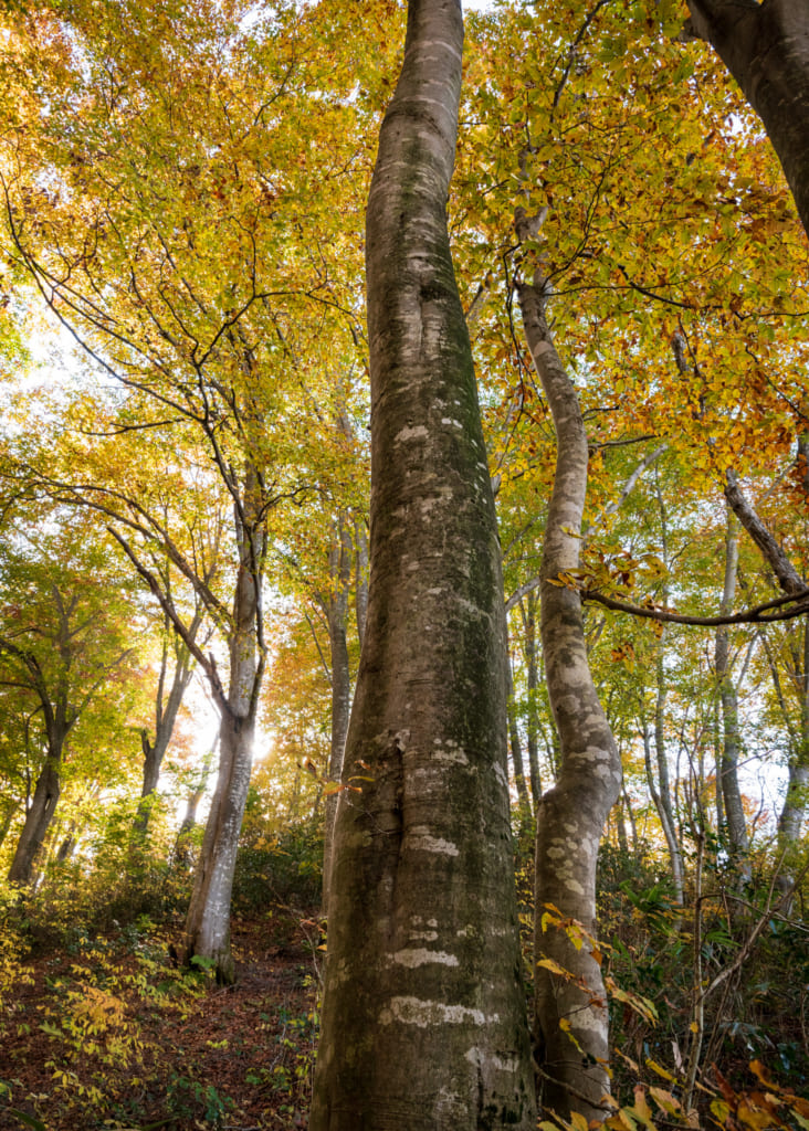 Un majestuoso árbol a lo largo del sendero Shin-etsu