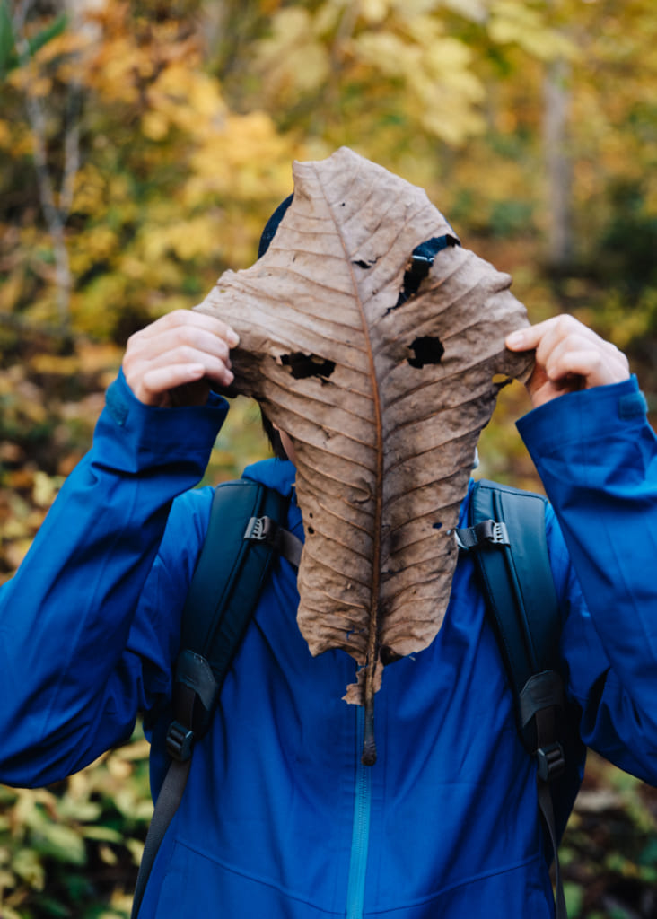 Una enorme hoja a lo largo del sendero