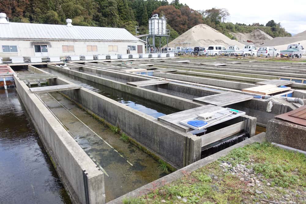 Criaderos de salmón en Murakami, Niigata, Japón