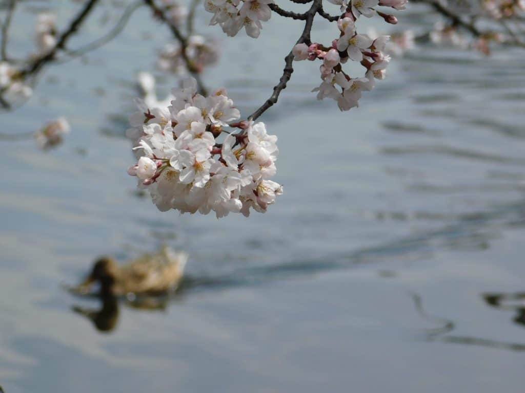 Sakuras, Tokio, Japón
