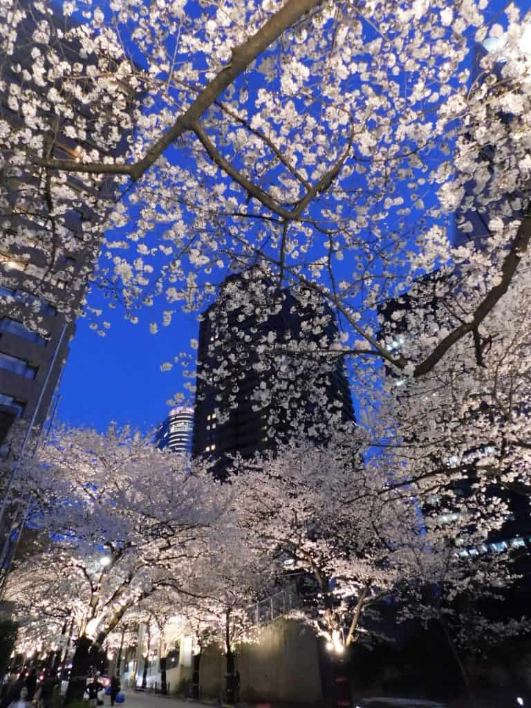 Sakuras en Roppongi, Tokio, Japón