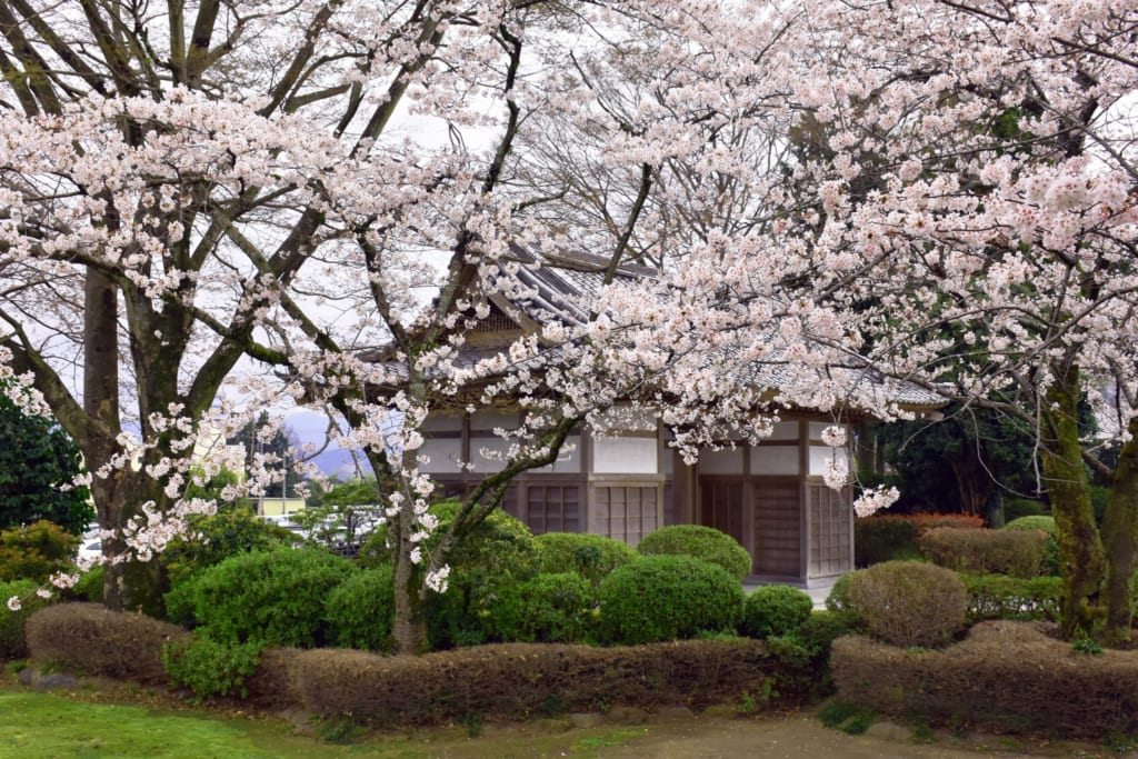 Sakura cerca de Monte Fuji, Japón