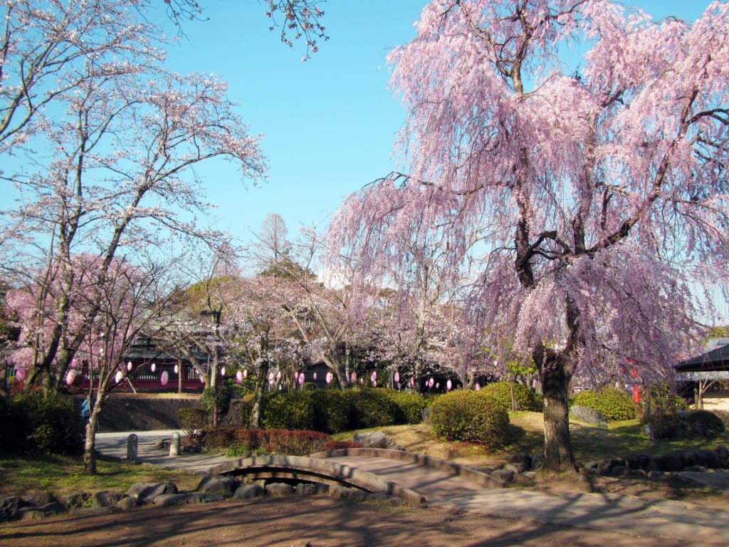 Sakura cerca de Monte Fuji, Japón