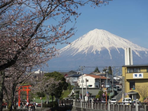 Dónde ver los cerezos en flor cerca del Monte Fuji