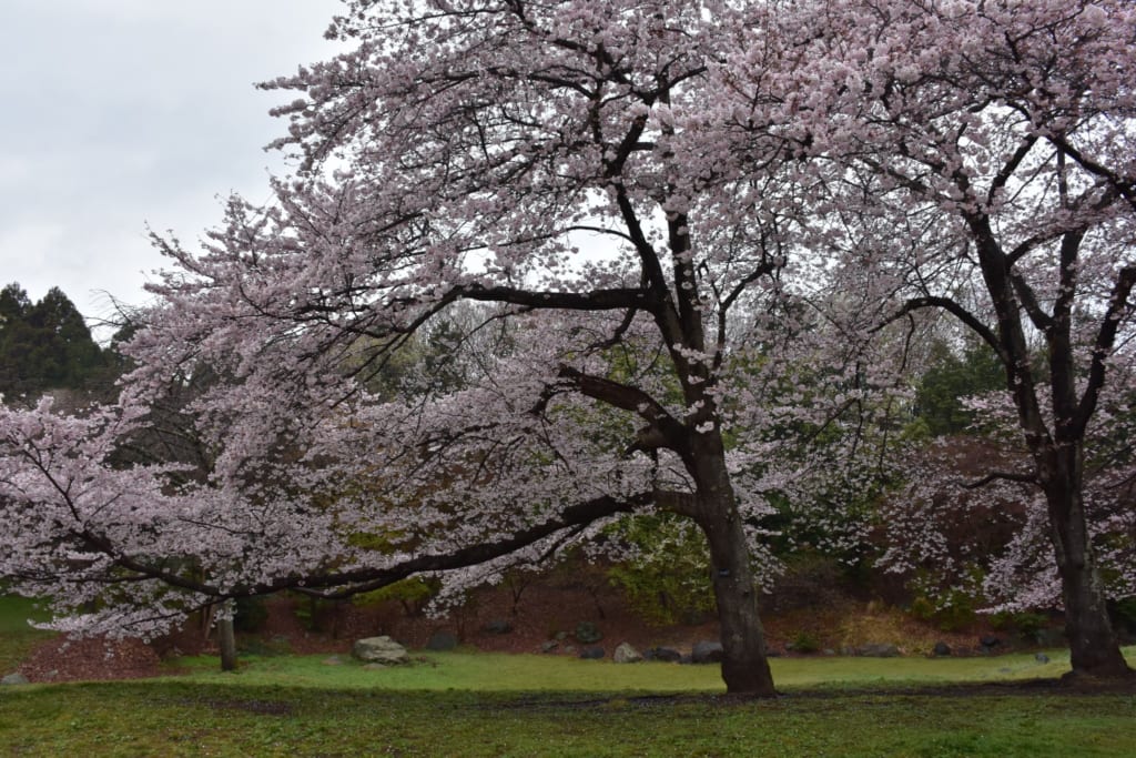 Sakura cerca de Monte Fuji, Japón