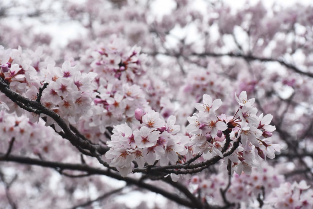 Sakura cerca de Monte Fuji, Japón