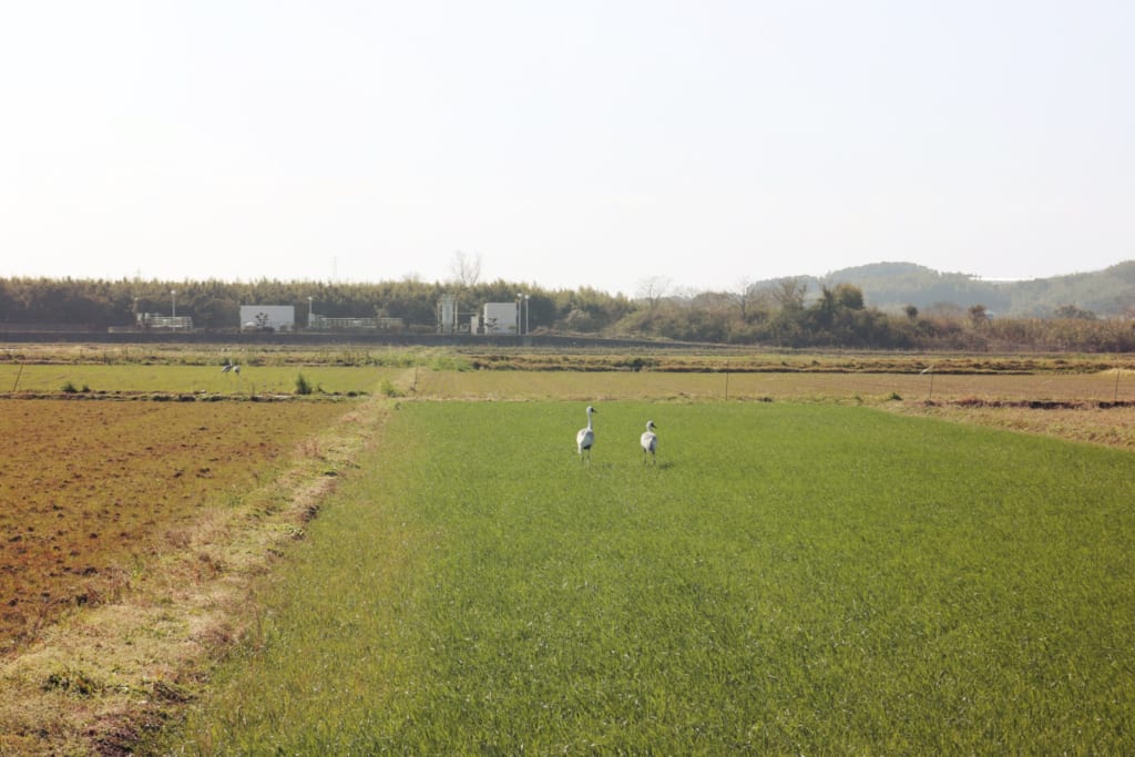 Grullas en Izumi, Kagoshima, Japón