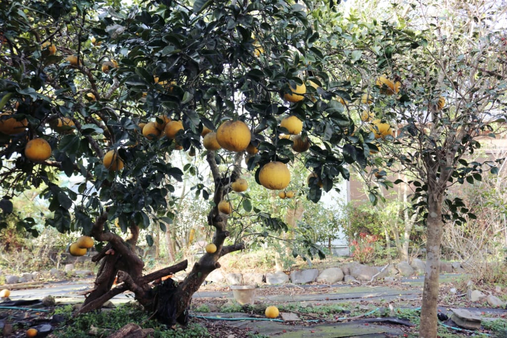 Gran fruta en Izumi, Kagoshima, Japón