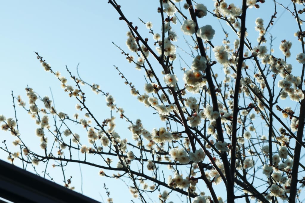 Flor de Ume en Mameda Town, Hita, Oita, Japón