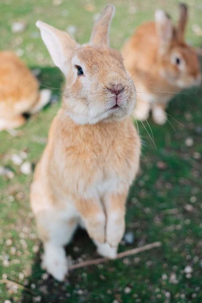 Un conejito de la isla Okunoshima