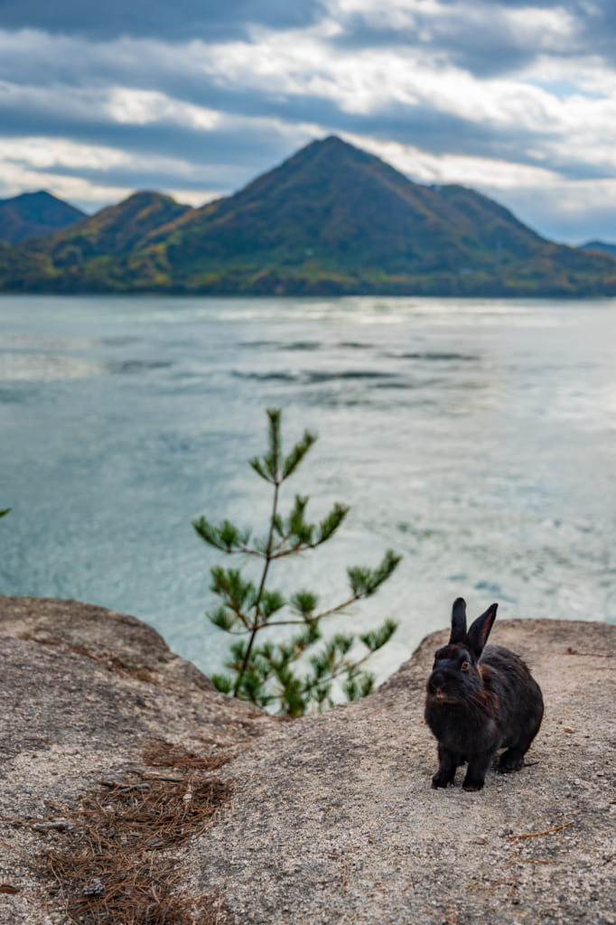 El mar, las vistas y conejos