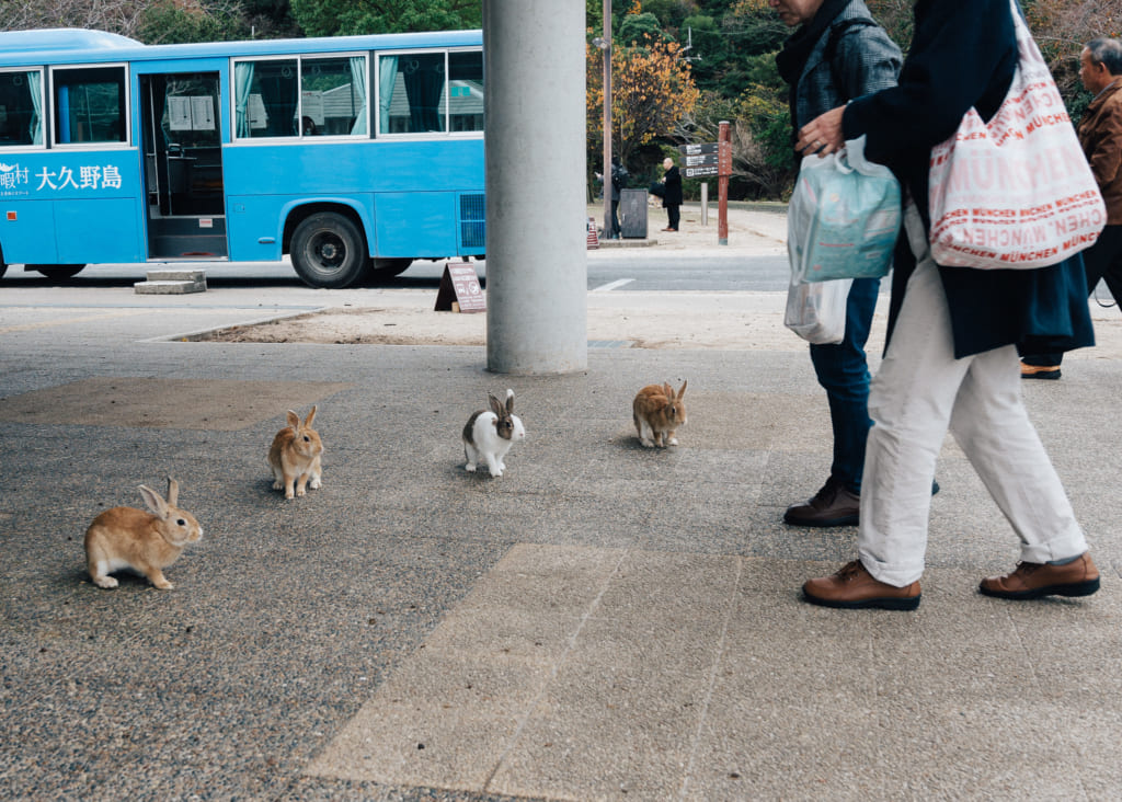 Conejitos recibiéndonos en la entrada