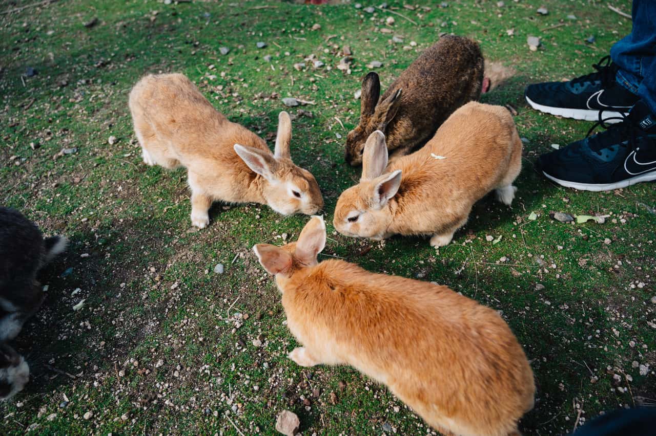 Okunoshima, la isla de los conejos: un adorable viaje desde Hiroshima
