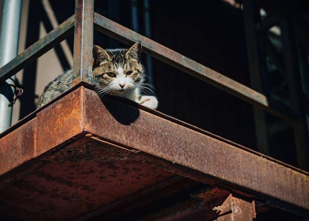 Gato curioso en Iiyama