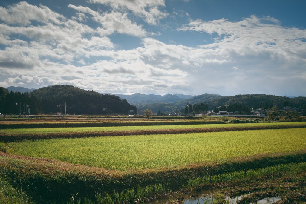 Campos de arroz en la prefectura de Toyama.