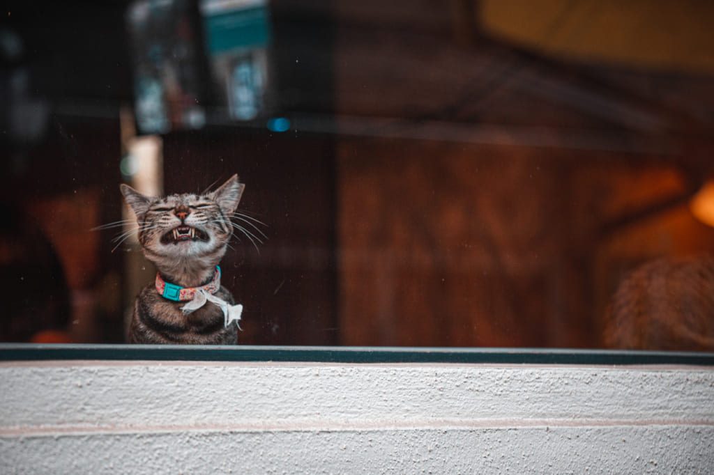 Gato bostezando a través de la ventana Nakazakicho