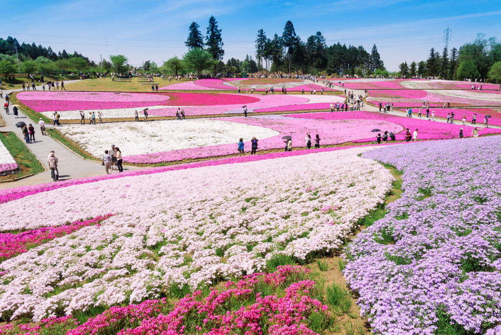 Festival en Chichibu, con coloridas flores