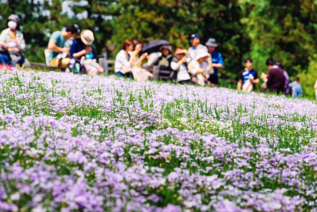 Color púrpura de las rosas del Hitsujiyama Park