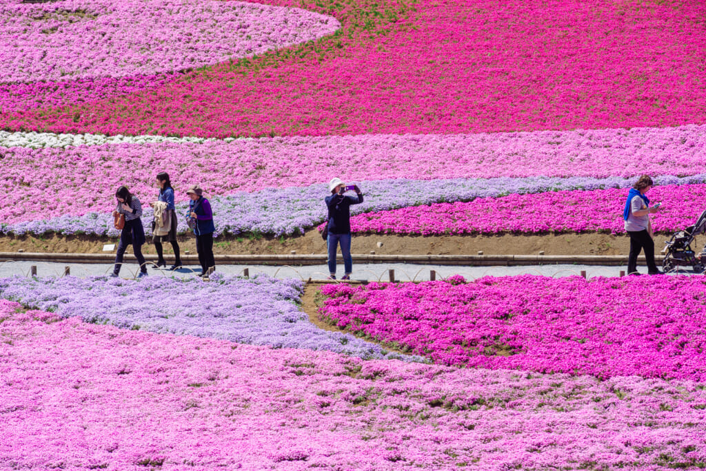Shibazakura Flower: el festival primaveral de la flor en Chichibu, cerca de Tokio