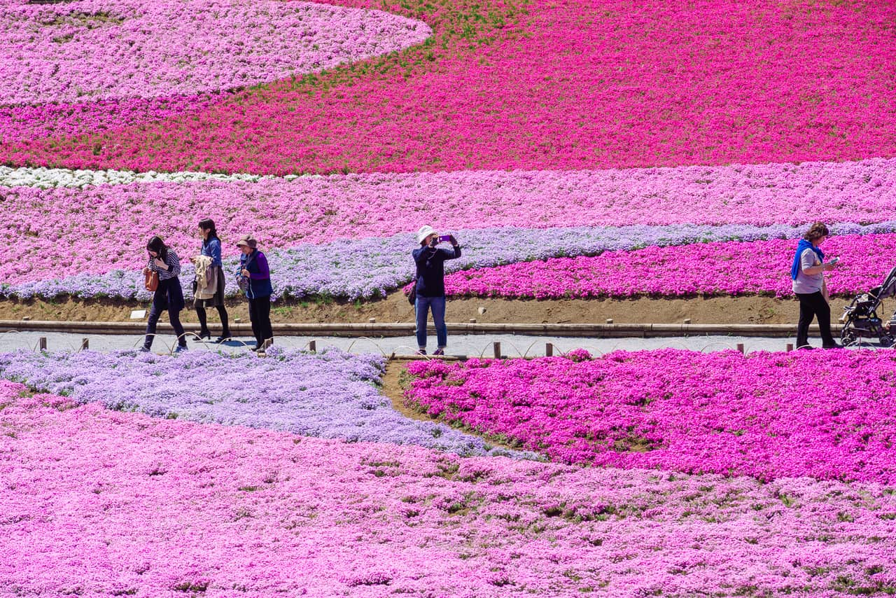 Shibazakura Flower: el festival primaveral de la flor en Chichibu, cerca de Tokio