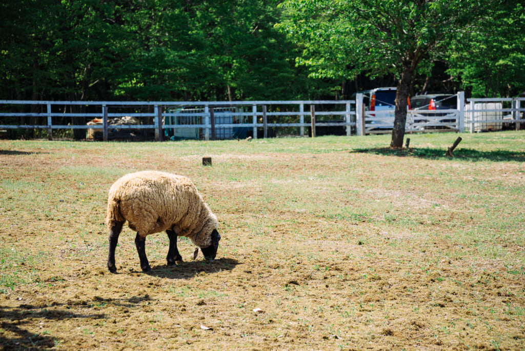 Una amiga oveja en Chichibu