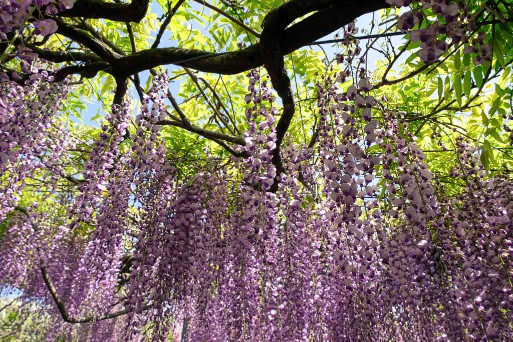 en el túnel de glicinias, violetas.