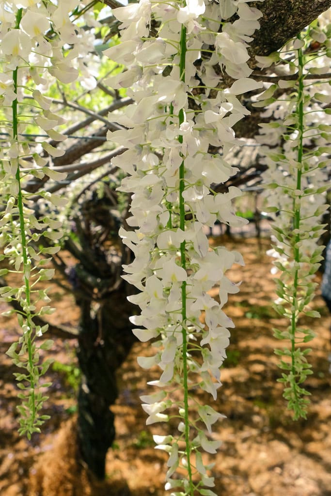 Túnel de glicinias blanco
