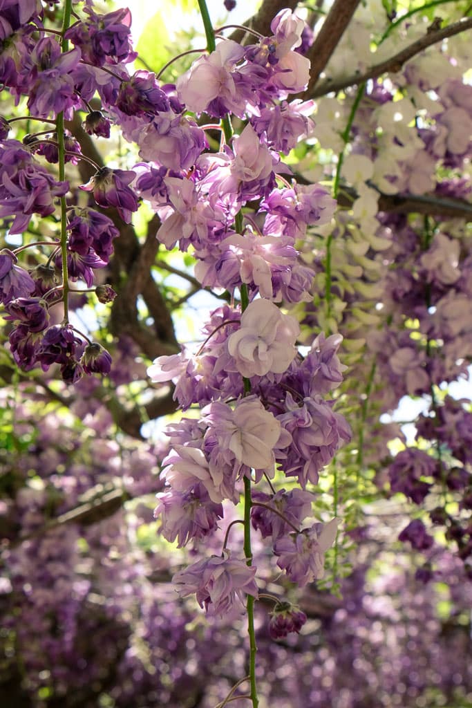 Túnel de glicinias blanco y violeta
