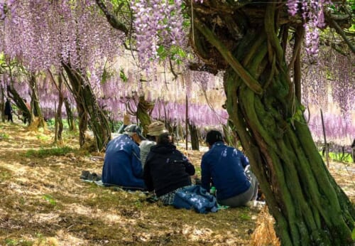 El túnel de glicinias del Senzai Park en Japón