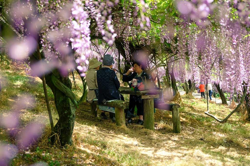 Gente contemplando las glicinias