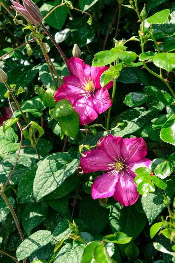 Rosas en el parque Senzai en Oita