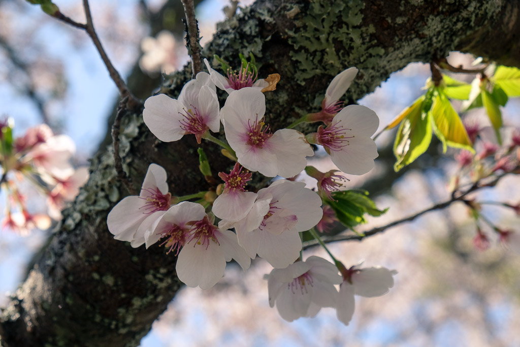 Flores del sakura en el Keiseki Park