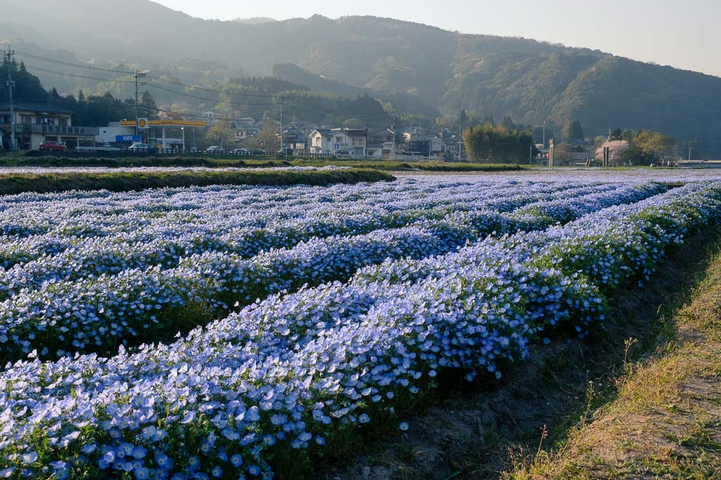 campos de nemophila