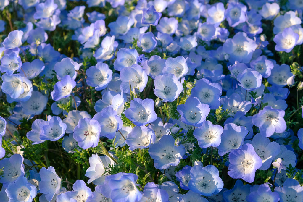 campos de nemophila