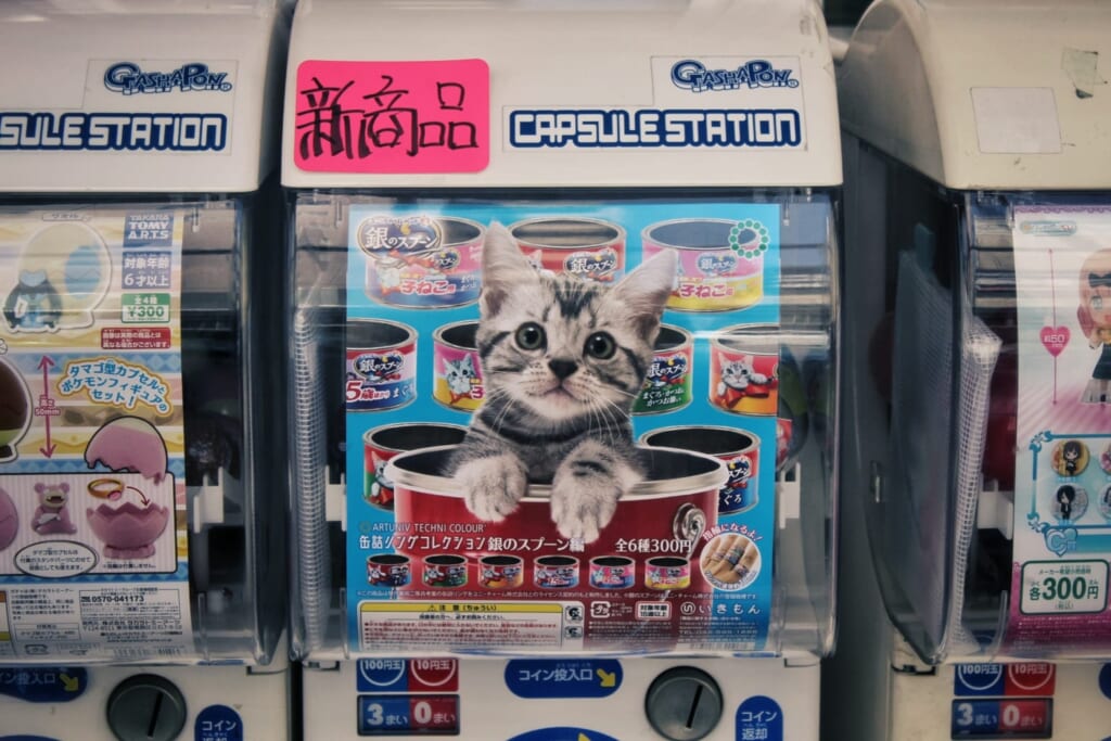 un gachapon de gatitos