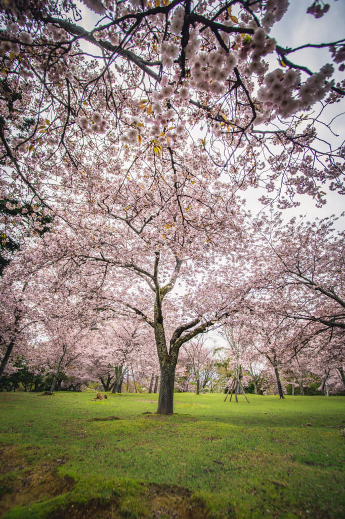 cerezos en flor en el parque de Nara