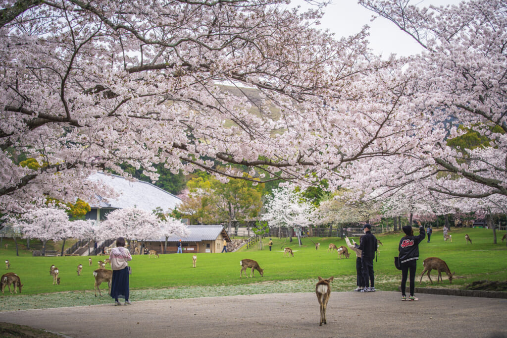 ciervos y visitantes bajo cerezos en flor en nara