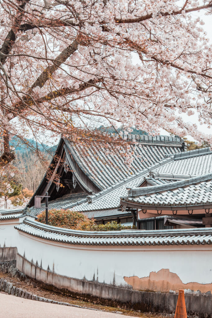 edificio japonés y cerezos en flor