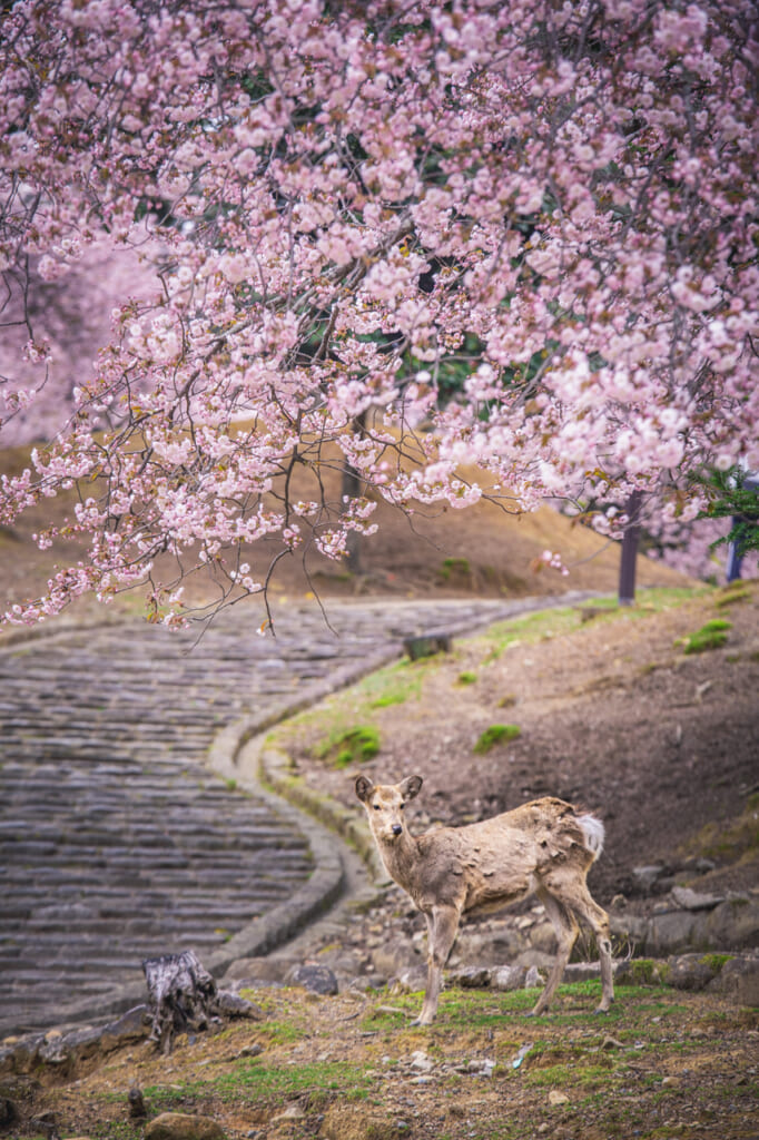 ciervo bajo un cerezo en flor en Nara