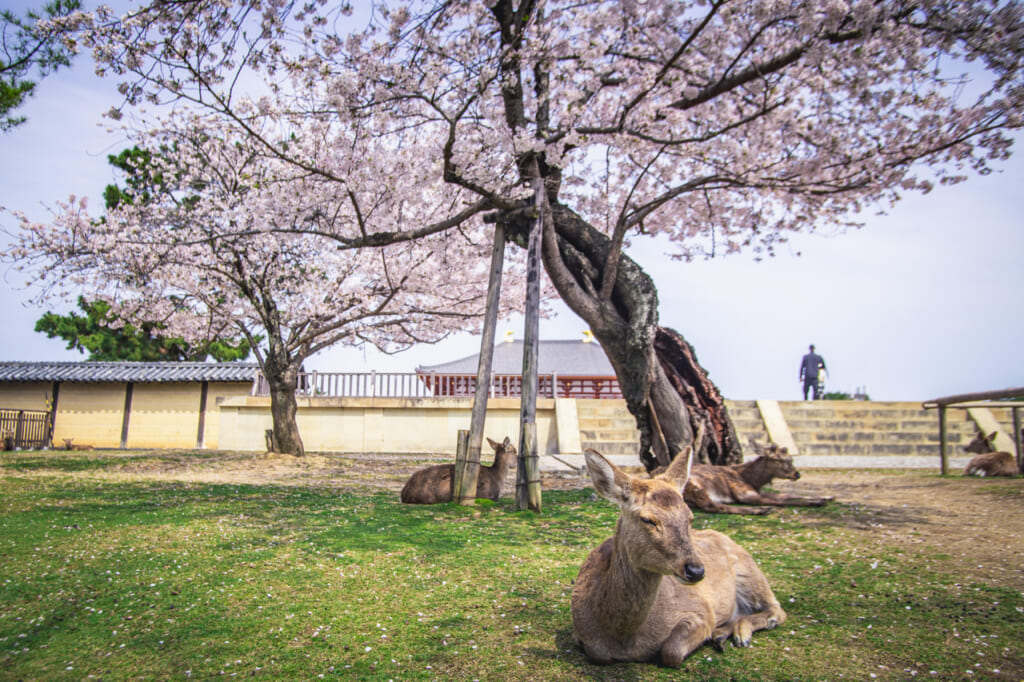 ciervos de nara descansando bajo cerezos en flor